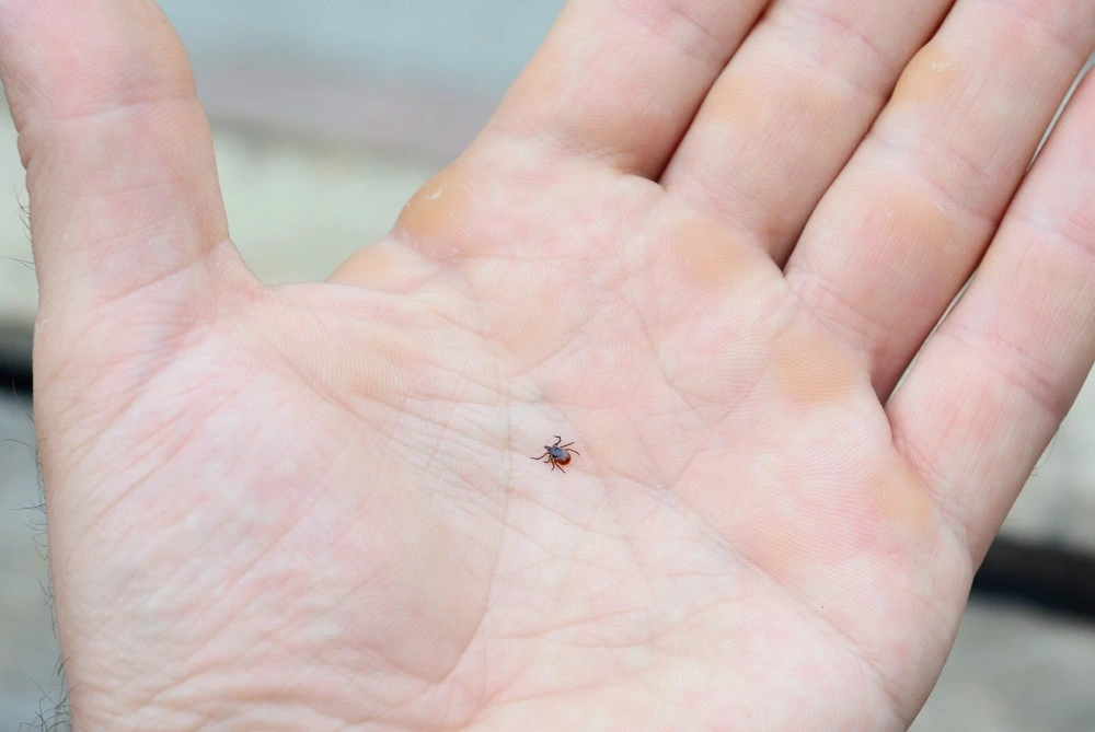 Deer tick on man’s hand to show size comparision